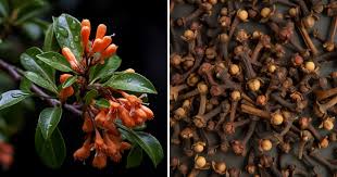 It is easier to grow cloves in a pot at home instead of buying them from the market, green inspiration Harit Prerna Episode 71