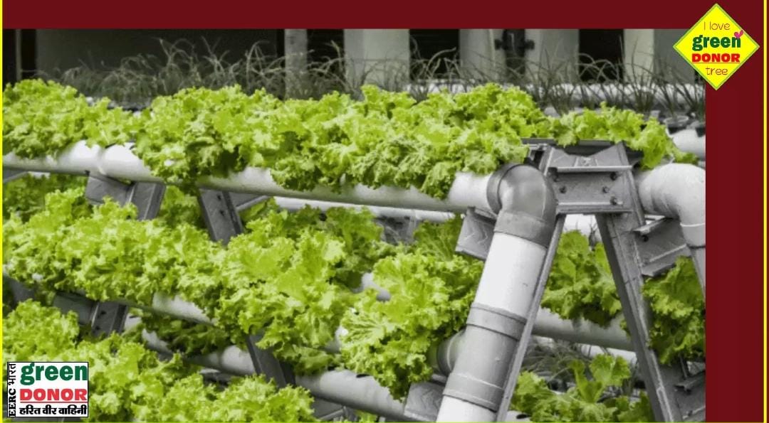 Farming on the rooftop brings profit and happiness. "Hydroponic Farming – Towards a Sustainable Future" | Harit Prerana Episode 122