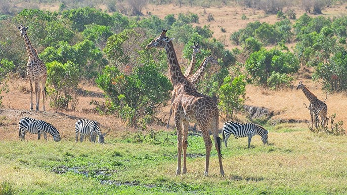 A glimpse of the amazing great migration of the Masai Mara Green donar harit prerana