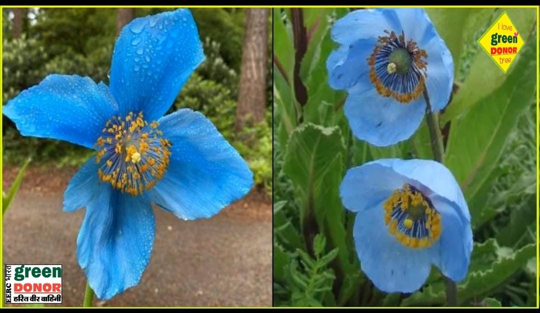 दुर्लभ पौधों की कहानी | दुनिया के सबसे रेयर पौधे | The Story of Rare Plants Harit Prerna Episode 73