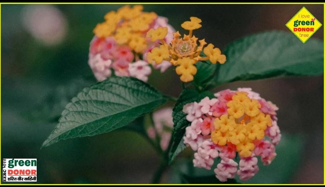 Danger of poisonous plant Lantana, eliminate it as soon as it is seen Harit Prerana Episode 104