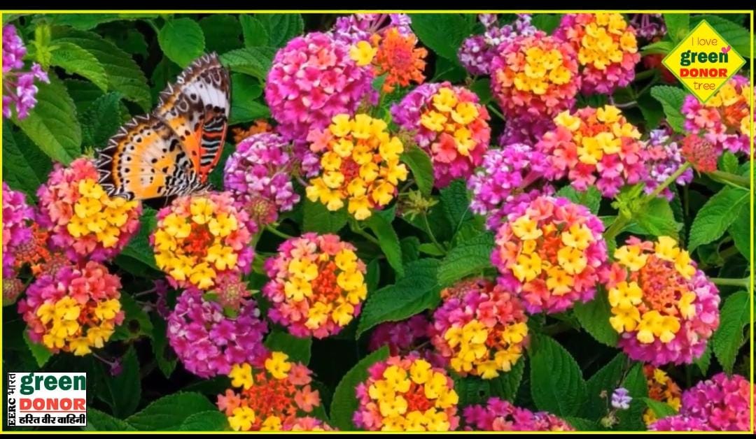 To avoid cancer, Lantana grass has to be removed Harit Prerana Episode 105 bhaag 2