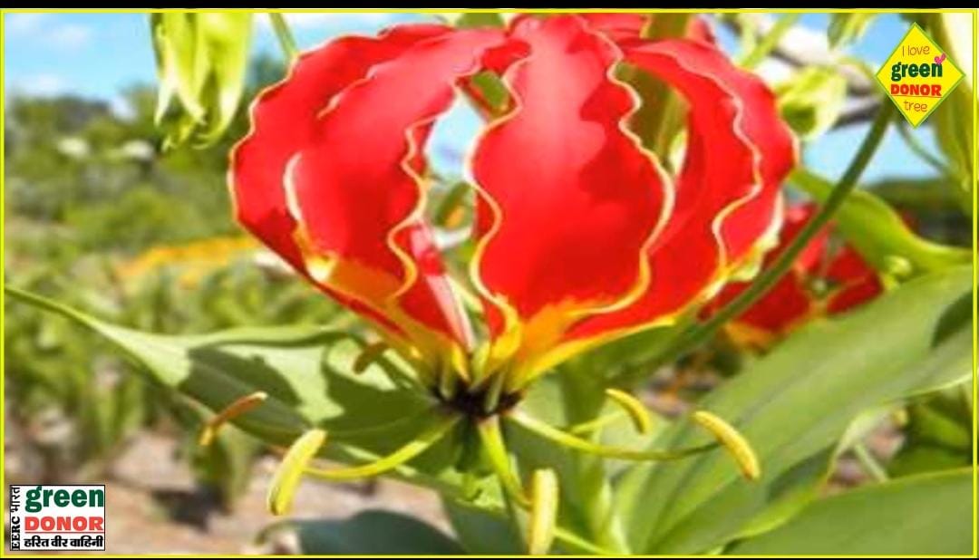 Five rare plants of India whose existence is in danger. Harit prerana episode 74