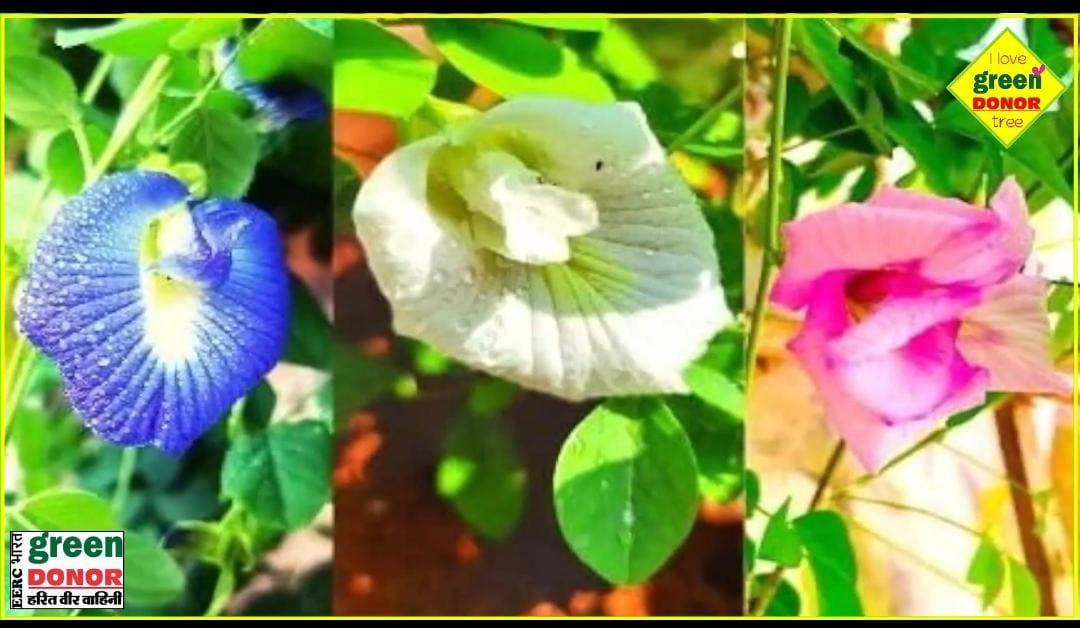 Aparajita Plant Care Winter Flower Feeding Formula Harit Prerna Episode 83