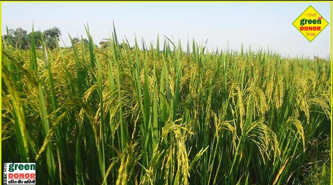 From rice farming to self-reliance – 360 degree overview Green Inspiration - Episode 85