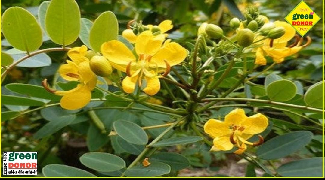 It is certain that you will get relief from your illness. 2 plants are enough. Miracle of medicinal plants. Harit Prerna Episode 96