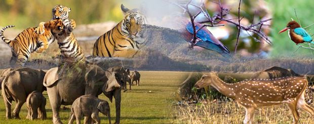 National Parks and Wildlife Sanctuaries of India Green Gonor Harit Prerana Episode 40