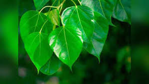 Peepal tree and its spiritual power. green inspiration episode 126