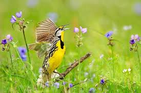 Hidden treasures near cities: The unique world of warbler birds!" Harit Prerana Episode 108 | Green Donor