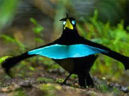 Vogelkopf Superbird: Nature's New Miracle!" Green Inspiration Episode 106