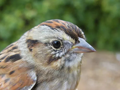 Sparrow: Little guardian of the ecosystem. green inspiration episode 128