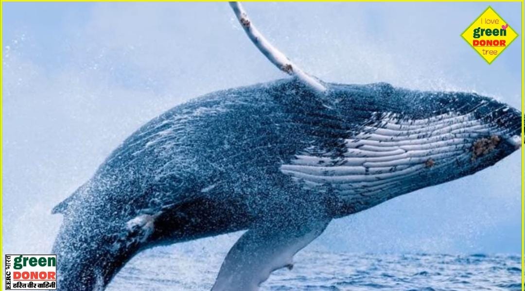 Green Inspiration World Whale Day Third Sunday of February Green Donor | Episode 192