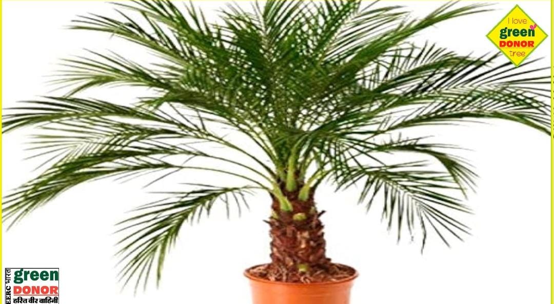 Magical way to grow date palms! Start at home today itself. Green Donor Harit Prerna Episode No. 165"