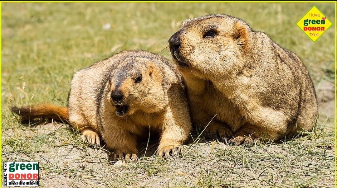 Green Inspiration: World Marmot Day (World Marmot Day) 02 February | Green Donor | Episode 190