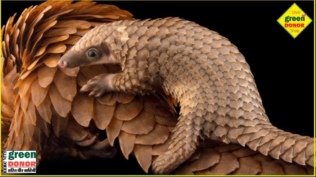 Green Inspiration World Pangolin Day (World Pangolin Day) Third Saturday of February. Green Donor Episode 191