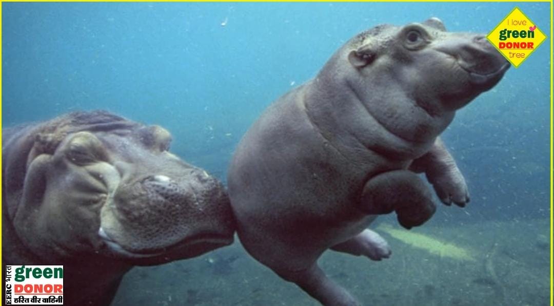 Green Inspiration: World Hippopotamus Day (World Hippopotamus Day) 15 February Green Donor | Episode 194