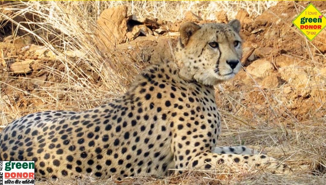"International Cheetah Day: Symbol of speed and protector of nature! Dec 04 | Green Donor | Harit Prerna Episode No. 189 "