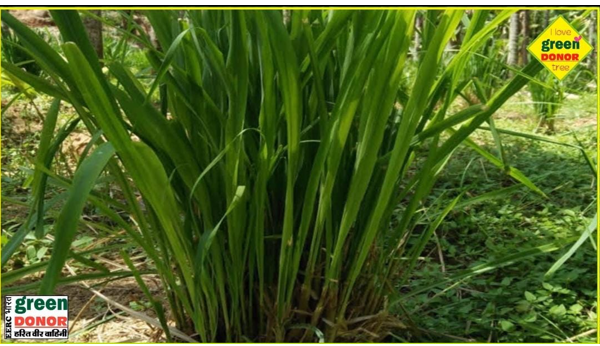 Lemon Grass: One Plant, Many Benefits Harit Prerana Episode 149