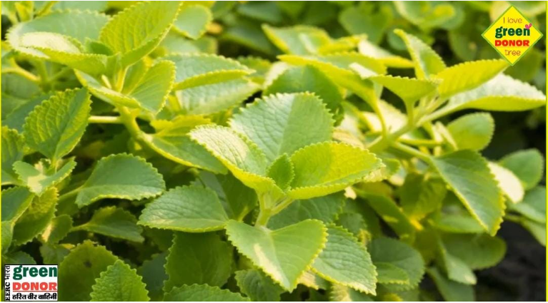 Karpoor Wali: Not like celery, but even more special! Panacea for cold, cough and stomach! Green Donor Harit Prerna Episode No. 154