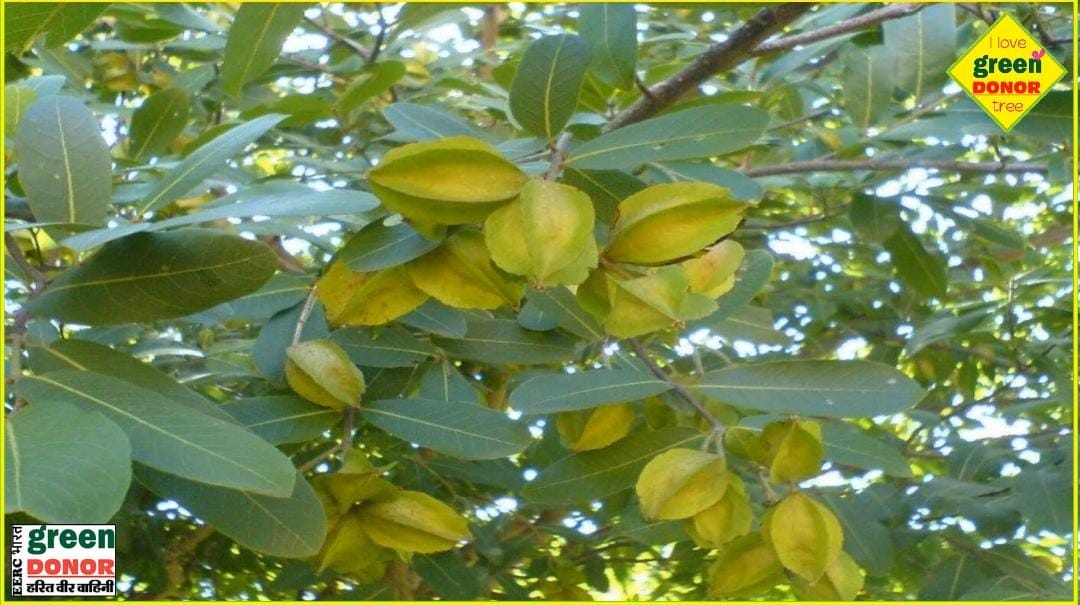 Arjuna plant is a natural solution for heart diseases. Green Donor | Harit Prerna Episode 181