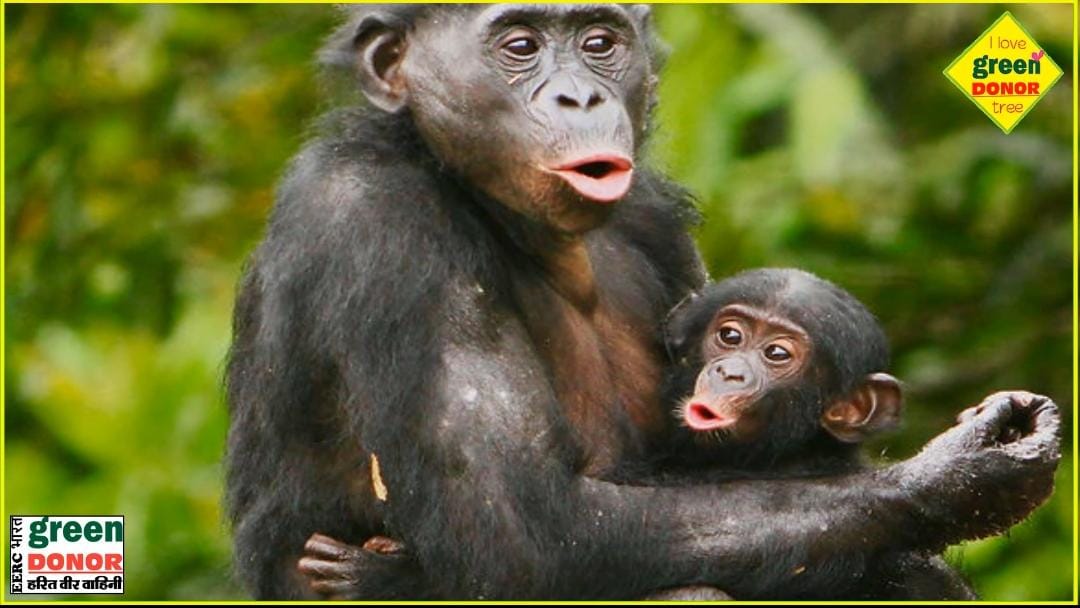 Green Inspiration World Bonobo Day (World Bonobo Day) 14 February | Green Donor | Episode 193