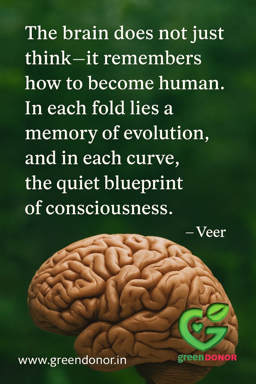 The brain does not just think—it remembers how to become human. In each fold lies a memory of evolution, and in each curve, the quiet blueprint of consciousness. — Veer